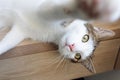 Playful domestic cat lying on the shelf Royalty Free Stock Photo