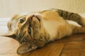 Playful domestic cat lying on wooden floor. Adorable shorthair tabby kitten