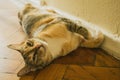 Playful domestic cat lying on wooden floor. Adorable shorthair tabby kitten