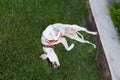 Playful Pointer mixed with Dalmatian dog lying on the lawn lies belly to the top