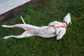 Playful Pointer mixed with Dalmatian dog lying on the lawn lies belly to the top