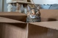 Playful domestic Tortoiseshell cat poses in a brown cardboard box.