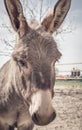 Playful donkey at the animal shelter