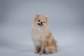 Playful dwarf Pomeranian Spitz of red color, sitting and smiling on a gray background in the studio. The pet stuck out