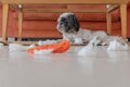 Playful Elegance: Beautiful Shih Tzu with Fresh Trim, Lounging Under a Table, Displaying Mischief and Fluffy Charm