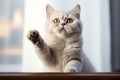 Playful elegance British Shorthair cat, white background, paw gracefully raised Royalty Free Stock Photo