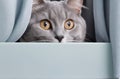 Playful Elegance: Grey Purebred Cat Posing Playfully and Peeking Out.