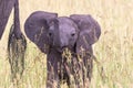 Playful elephant calf Royalty Free Stock Photo