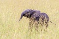 Playful Elephant calf Royalty Free Stock Photo