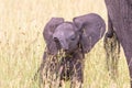 Playful Elephant calf in the grass Royalty Free Stock Photo