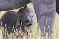 Playful Elephant calf at her mother Royalty Free Stock Photo