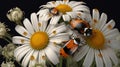 Playful encounter, Asian lady beetle and daisy in perfect harmony