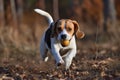 A playful and energetic Beagle chasing a ball, showing off its high energy and playful nature. Generative AI Royalty Free Stock Photo