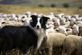 A playful and energetic Border Collie herding sheep - This Border Collie is herding sheep, showing off its playful and energetic Royalty Free Stock Photo