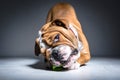 Playful English bulldog pup in the studio Royalty Free Stock Photo