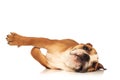Playful english bulldog puppy is rolling on the floor Royalty Free Stock Photo