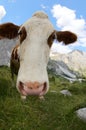 Playful expression of a curious cow with nostrils captured with a fisheye lens Royalty Free Stock Photo