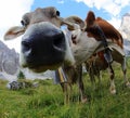 Playful expression of a curious cow with nostrils captured with  fisheye lens Royalty Free Stock Photo