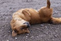 Playful farm dog with short brown hair and black nose looking up.