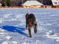 A playful female dog running in snow and enjoy it. A Bohemian Wire-haired Pointing Griffon or korthals griffon jumping and frolick