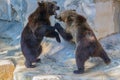 Playful Fight Between Two Grizzly Bears Royalty Free Stock Photo