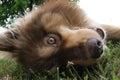 Playful Finnish Lapphund