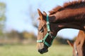 Playful foal in action on summer meadow Royalty Free Stock Photo