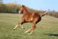 Playful foal in action on summer meadow Royalty Free Stock Photo