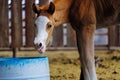 Playful foal on farm Royalty Free Stock Photo