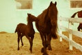 A playful foal running near mother horse at the racetrack, a pasture. Farm pets Royalty Free Stock Photo