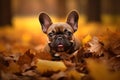 Playful French bulldog autumn. Generate Ai