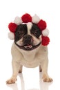 Playful french bulldog is happy about his new headband