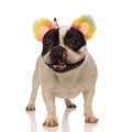 Playful french bulldog with colored headband looks to side