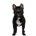 Playful French Bulldog puppy being excited Royalty Free Stock Photo