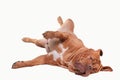Playful French Mastiff of lying on the floor Royalty Free Stock Photo