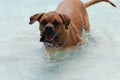 Playful French Mastiff in the Water