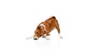 Playful, friendly, determined and courageous Basenji dog having fun over white studio background. Concept of animal care