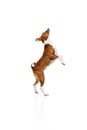 Playful, friendly, determined and courageous Basenji dog having fun over white studio background. Concept of animal care