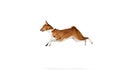 Playful, friendly, determined and courageous Basenji dog jumping over white studio background. Concept of animal care