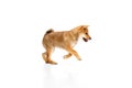 Playful, friendly, determined and courageous Shiba Inu dog jumping over white studio background. Concept of animal care