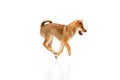 Playful, friendly, determined and cute Shiba Inu dog jumping over white studio background. Concept of animal care