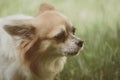 Playful and friendly. Pomeranian spitz dog walk on nature. Pedigree dog. Dog pet outdoor. Cute small dog play on green