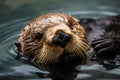 A playful and friendly Sea Otter floating on its back, showing off its playful and friendly nature. Generative AI Royalty Free Stock Photo