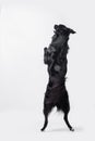 Playful full length border collie shepherd dog standing on two paws acrobatic jumping in the air isolated over white background Royalty Free Stock Photo