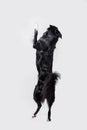 Playful full length border collie shepherd dog standing on two paws acrobatic jumping in the air isolated over white background Royalty Free Stock Photo