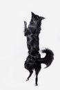 Playful full length border collie shepherd dog standing on two paws acrobatic jumping in the air isolated over white background Royalty Free Stock Photo