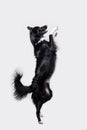 Playful full length border collie shepherd dog standing on two paws acrobatic jumping in the air isolated over white background Royalty Free Stock Photo