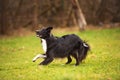 Playful full length purebred border collie dog funny face expression playing outdoors in the city park. Adorable attentive puppy