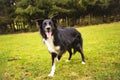 Playful full length purebred border collie dog funny face expression playing outdoors in the city park. Adorable attentive puppy