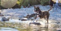 Playful and Funny Boxer Dog swimming in the water